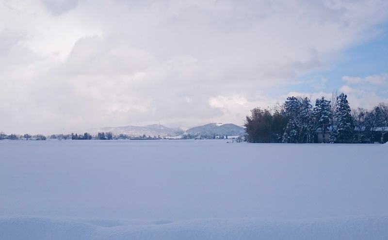 令和7年産 新潟県上越市産 コシヒカリ 定期便  10kg（ 5kg×2袋） 全6回 計60kg 【隔月15～25日発送】 真空パック 愛情栽培 Riki-saku アフコ・秋山農場のPB米