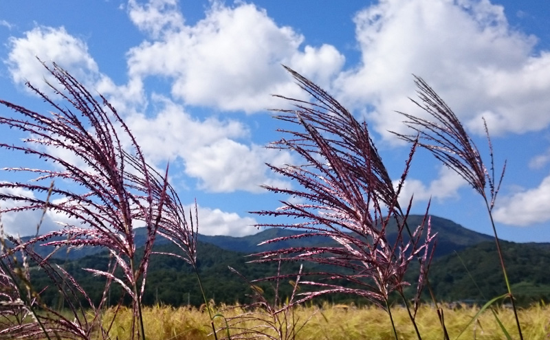 莉、蜥7蟷エ逕」 譁ー貎溽恁荳願カ雁クら肇 繧ウ繧キ繝偵き繝ェ 螳壽悄萓ソ 10kgシ 5kgテ2陲具シ 蜈ィ12蝗 險120kg 縲先ッ取怦1ス10譌・逋コ騾√ 逵溽ゥコ繝代ャ繧ッ 諢帶ュ譬ス蝓ケ Riki-saku 繧「繝輔さ繝サ遘句アア霎イ蝣エ縺ョPB邀ウ