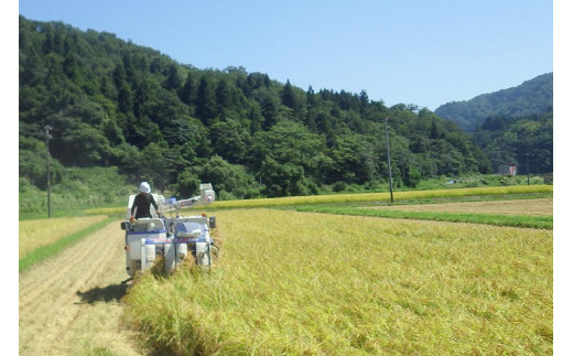 ブランドもち米「 こがねもち 」令和6年産／【精米8kg（2kg×4袋）】コガネモチ 米 お米 こめ 新潟 上越