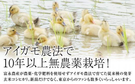 米 お米 令和5年・新潟県産 JAS有機栽培アイガモ農法 コシヒカリ 発芽玄米 2kg こしひかり こめ 新潟 上越