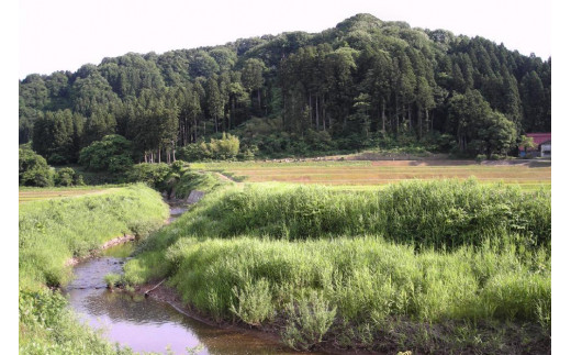 250kg限定★令和6年産・新潟県上越市吉川区国田産・県認証減農薬米／特別栽培米コシヒカリ精米4kg