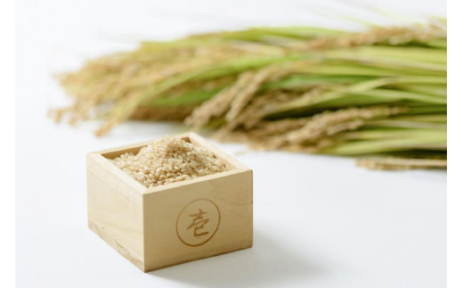 数量限定★令和7年産|棚田米コシヒカリ|新潟上越牧産ブランド米「幻米」5kg(5k×1袋)玄米 お米 こめ 白米
