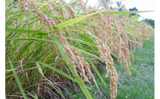 数量限定★令和7年産|棚田米コシヒカリ|新潟上越牧産ブランド米「幻米」10kg(10kg×1袋)玄米 お米 こめ 白米