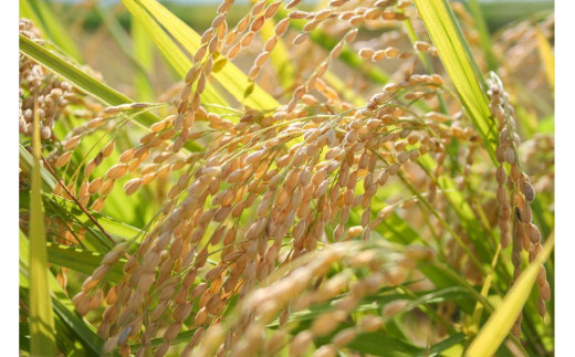 お米マイスターが育てた特別栽培米 コシヒカリ 上越頸城産 令和7年産 6kg(2kg×3袋)白米