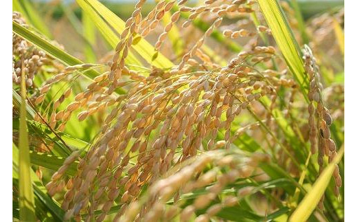 令和7年産 お米マイスターが育てた上越産コシヒカリ4kg(2kg×2)無洗米