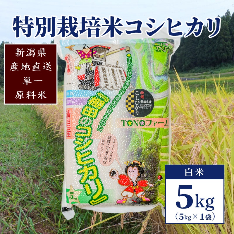 【50セット限定】令和6年産 新潟上越清里産 特別栽培米コシヒカリ5kg(5kg×1袋)白米