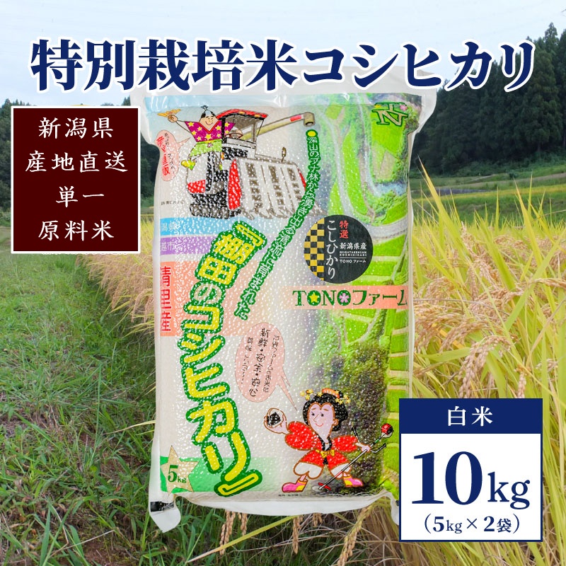 【50セット限定】令和6年産 新潟上越清里産 特別栽培米コシヒカリ10kg(5kg×2袋)白米