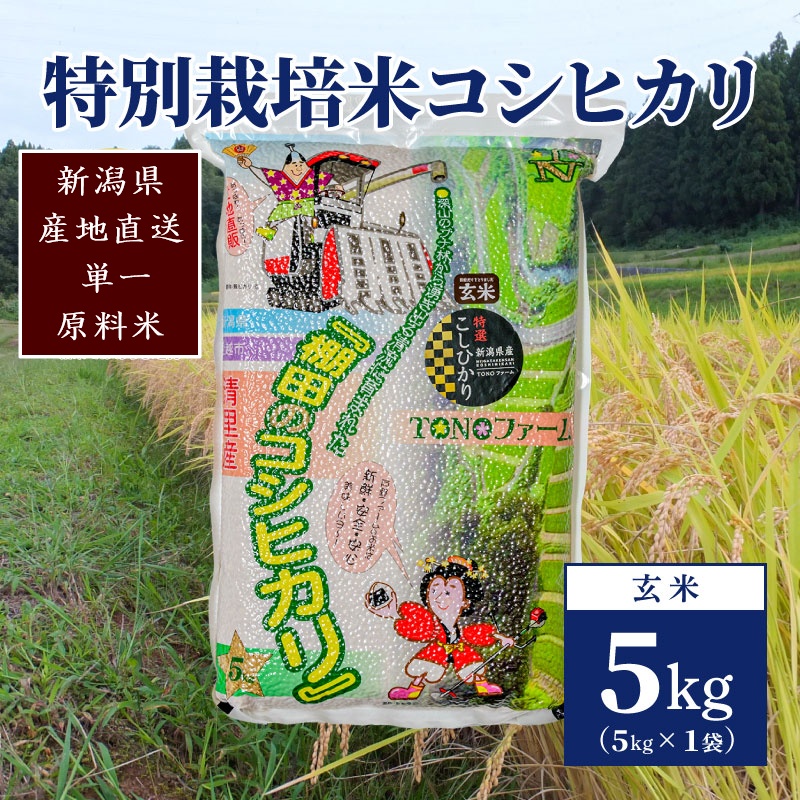 【50セット限定】令和6年産 新潟上越清里産 特別栽培米コシヒカリ5kg(5kg×1袋)玄米