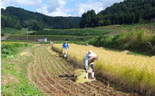 【数量限定】令和6年産新潟上越清里東戸野産｜新潟県限定品種こしいぶき2kg（2kg×1）白米　精米