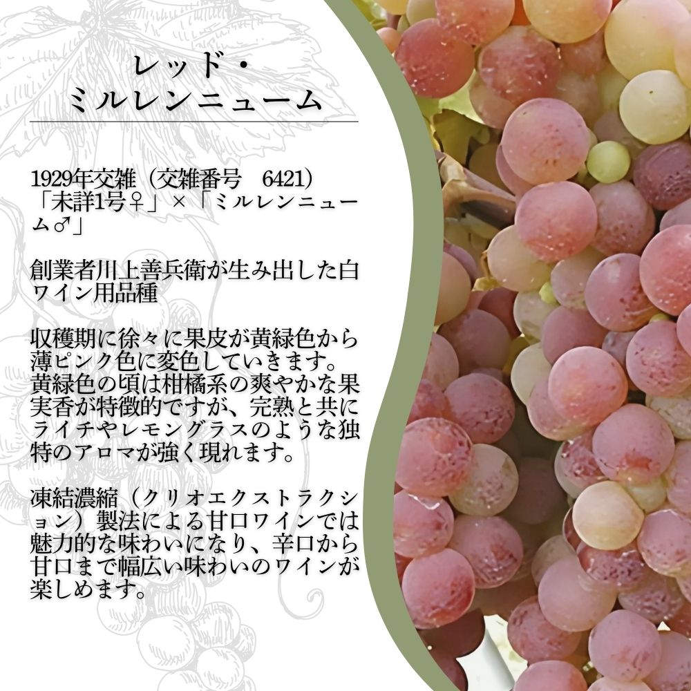 ワイン 岩の原ワイン レッド・ミルレンニューム 1本 720ml 希少ぶどう品種 辛口 お酒 希少 ぶどう 岩の原 新潟 上越 最短3日で発送 お届け：7日以内にお届けします。