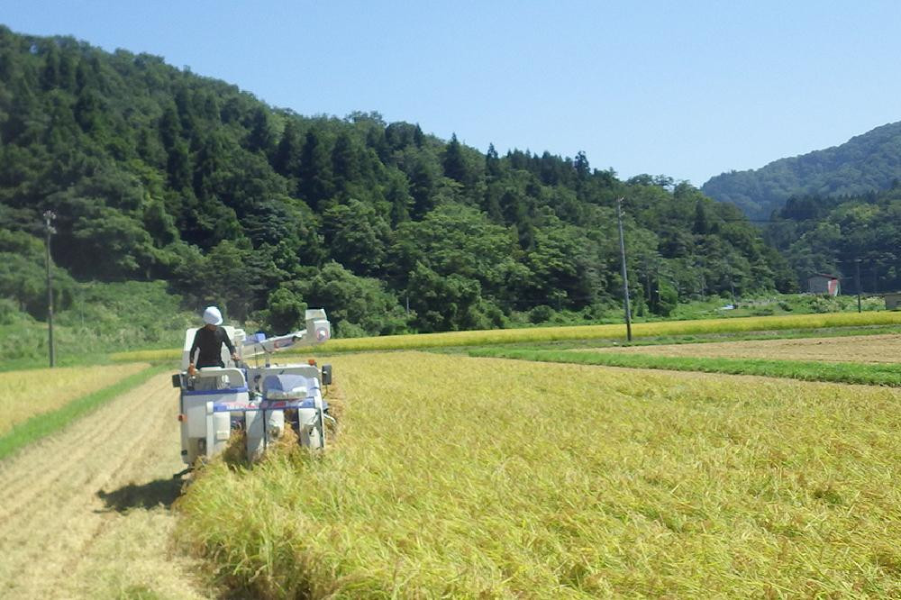 ブランドもち米「 こがねもち 」令和6年産／【精米4kg（2kg×2袋）】コガネモチ 米 お米 こめ 新潟 上越