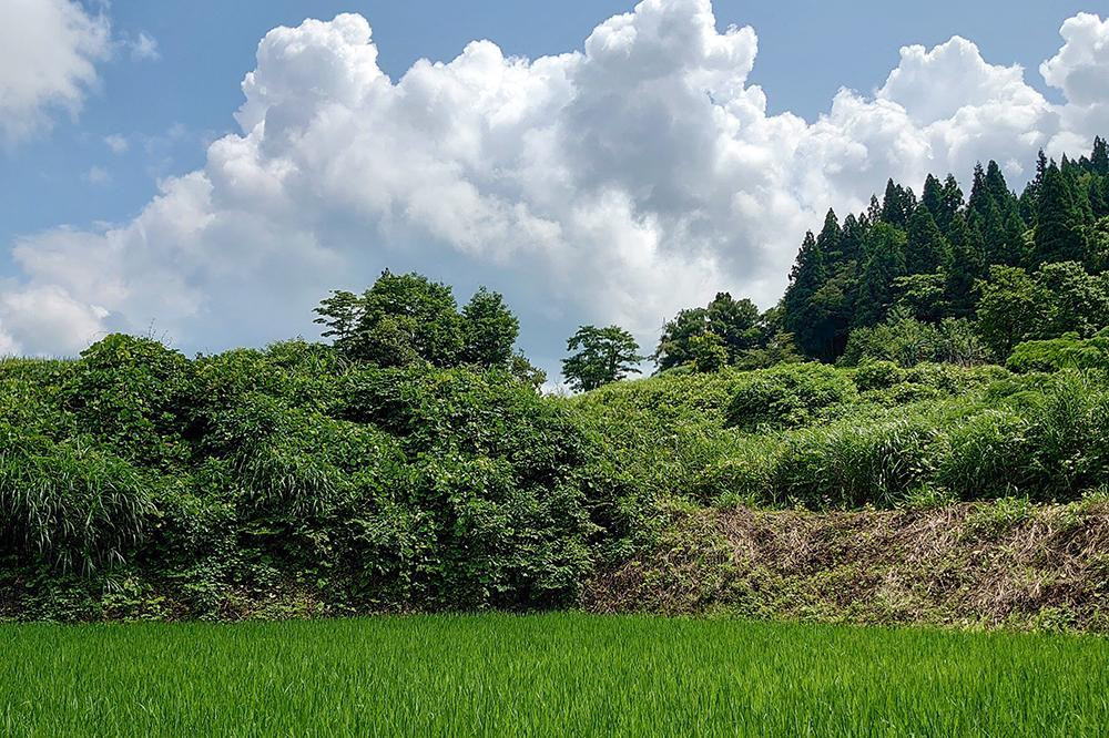 極少量米:数量限定令和6年産/新潟県上越市大島区産棚田米コシヒカリ 4kg(2kg×2)精米