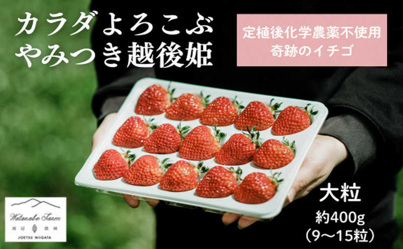 【先行予約｜2026年1月中旬より出荷開始】いちご 大粒 カラダよろこぶ やみつき 越後姫 約400g×1パック (9～15粒入り) イチゴ 苺 上越市 新潟