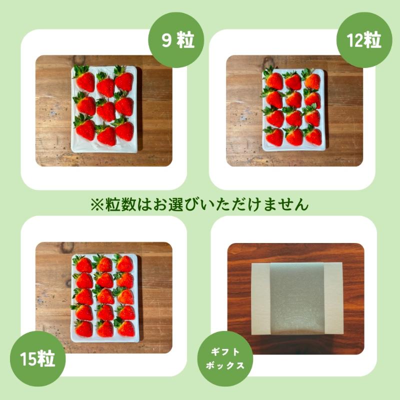 【先行予約｜2026年1月中旬より出荷開始】いちご 大粒 カラダよろこぶ やみつき 越後姫 約400g×1パック (9～15粒入り) イチゴ 苺 上越市 新潟