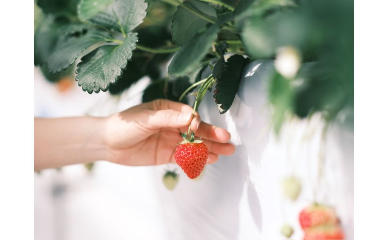 【先行予約｜2026年1月中旬より出荷開始】いちご 大粒 カラダよろこぶ やみつき 越後姫 約400g×1パック (9～15粒入り) イチゴ 苺 上越市 新潟