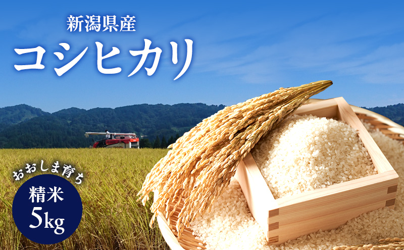 新潟県産コシヒカリ おおしま育ち 精米5kg 上越市 お米 米 お取り寄せ