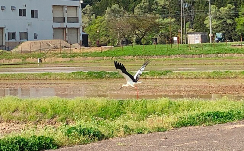 みずほの輝き　5kg 上越市 精米 米 コメ お米 ブランド米