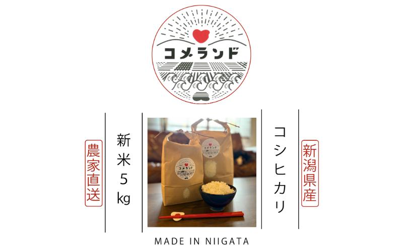 令和6年産 上越市産 コシヒカリ 5kg 新米 精米 新潟 米 新潟県 こしひかり 限定 おすすめ