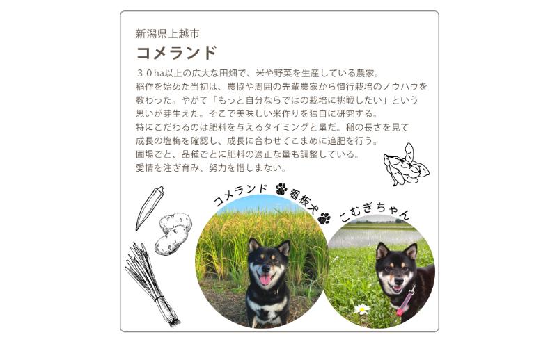 令和6年産 上越市産 コシヒカリ 5kg 新米 精米 新潟 米 新潟県 こしひかり 限定 おすすめ