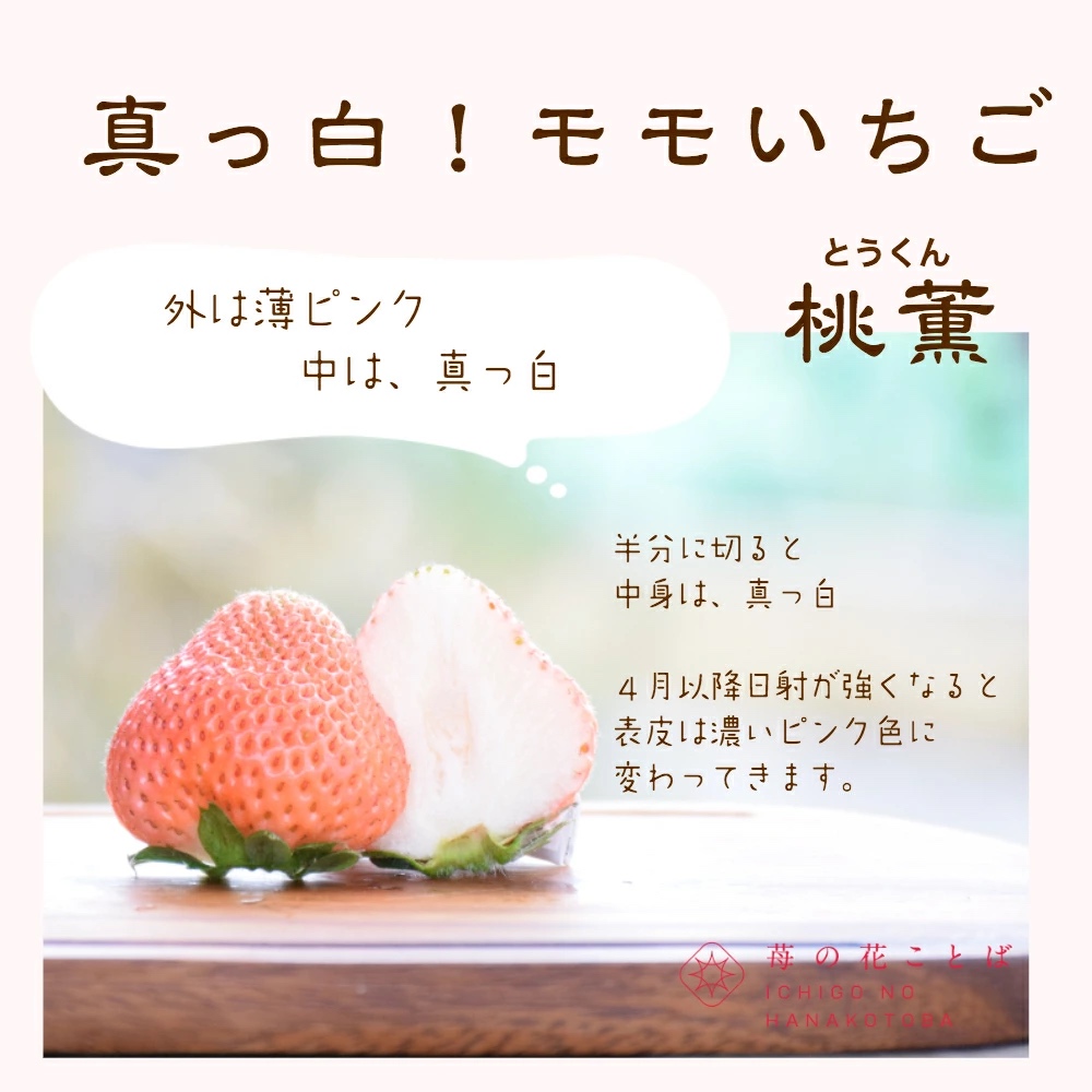 いちご 新潟 雪国完熟越後姫桃薫 約200g×2P食べ比べセット イチゴ 苺 お取り寄せ ギフト 贈り物 上越