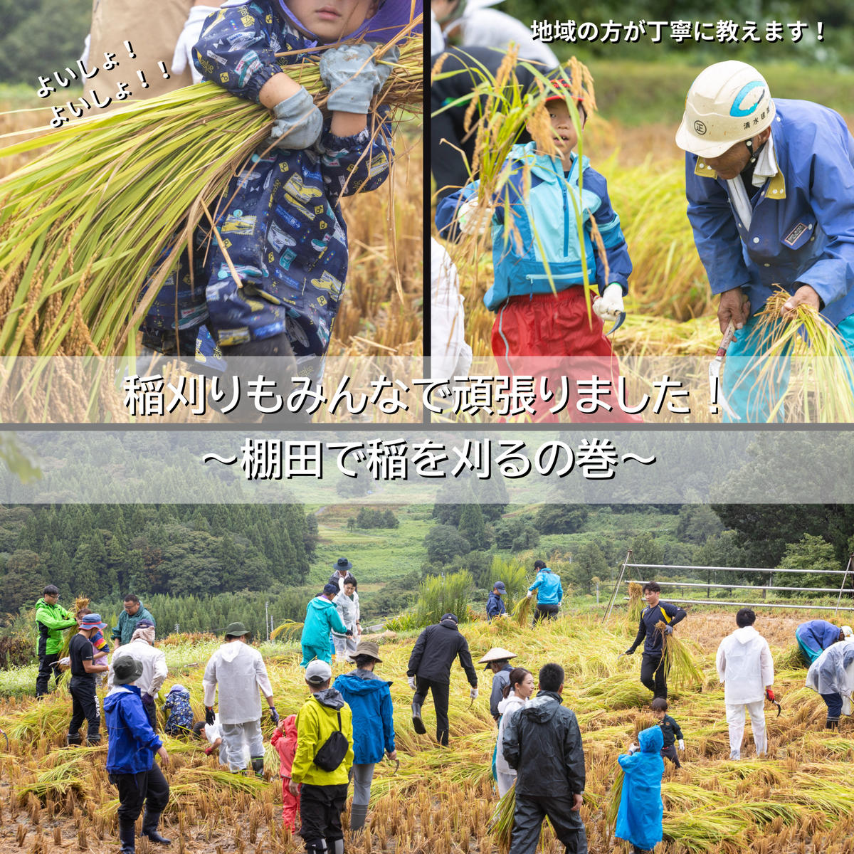 【農業体験参加可能】上越市板倉区棚田米コシヒカリ5kg（精米） お米は11月より順次配送 新潟県産 米 お取り寄せ ブランド米