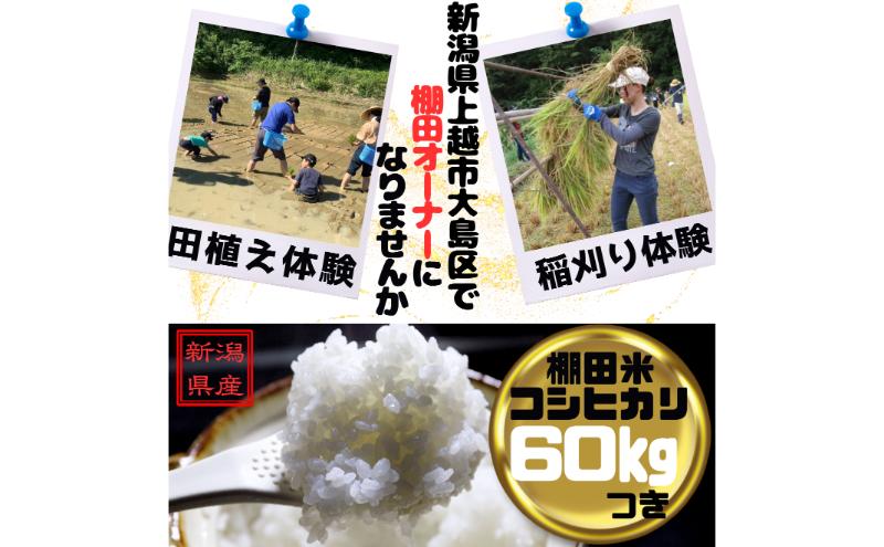 新潟県上越市大島区　棚田オーナー権と農作業体験　令和7年度産コシヒカリ60キロ付き　田植え体験　稲刈り体験