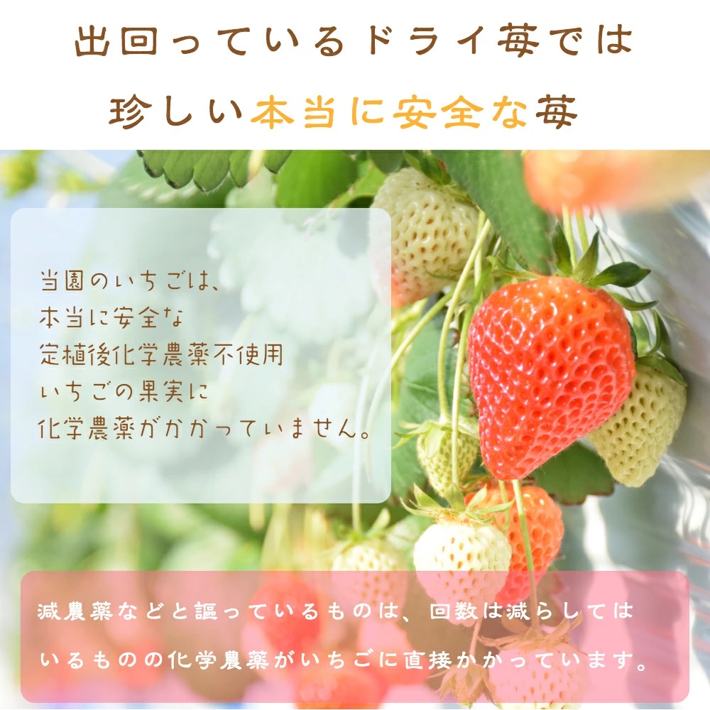 苺はちみつ（取手付き）5瓶 いちご イチゴ 苺 加工品 お取り寄せ 新潟