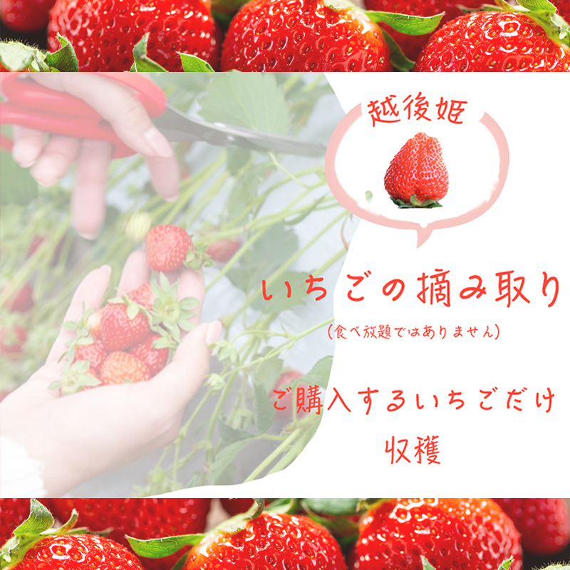 いちご摘み取り3kgまで体験券　お土産付き いちご イチゴ 苺 加工品 お取り寄せ 新潟