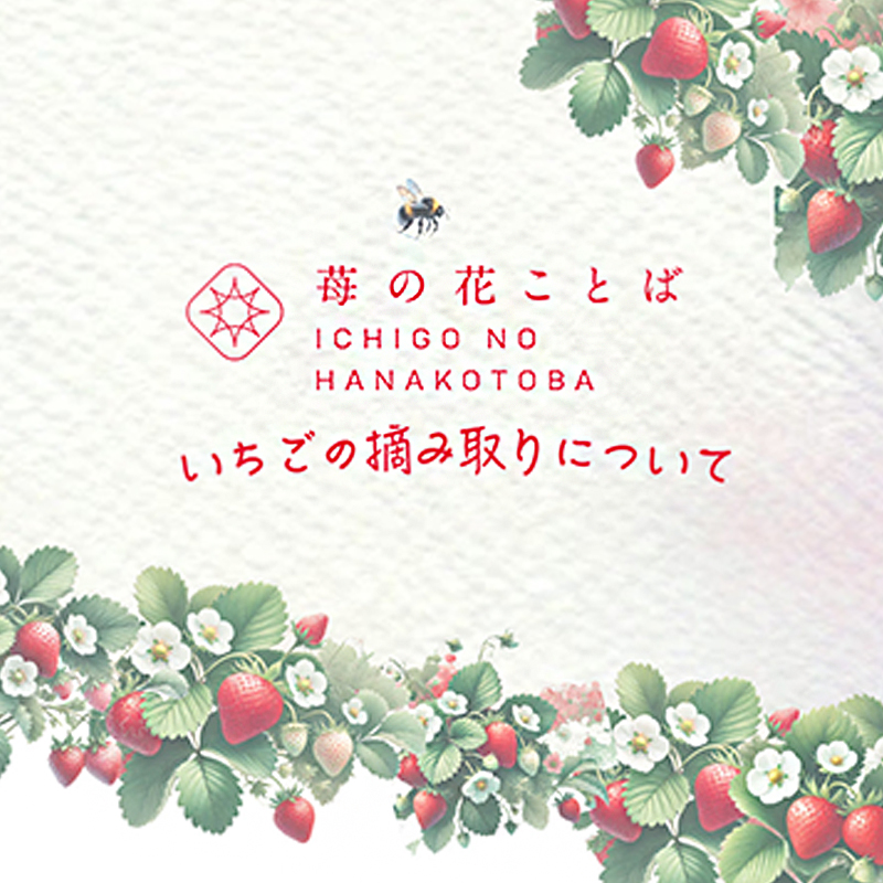 いちご摘み取り3kgまで体験券 いちご イチゴ 苺 新潟