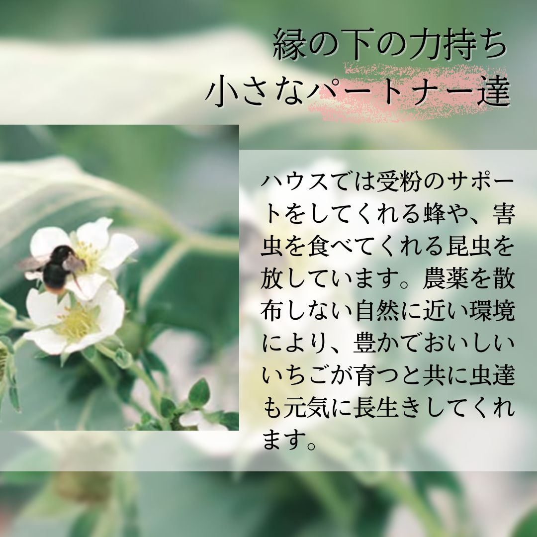 縺縺。縺 雜雁セ悟ァォ 繧ク繝」繝 190gテ2蛟 縺九i縺繧医m縺薙カ雜雁セ悟ァォ 繧、繝√ざ 闍コ 螳壽、榊セ悟喧蟄ヲ霎イ阮ャ荳堺スソ逕ィ 貂。霎コ霎イ蝨 荳願カ雁ク 譁ー貎溽恁