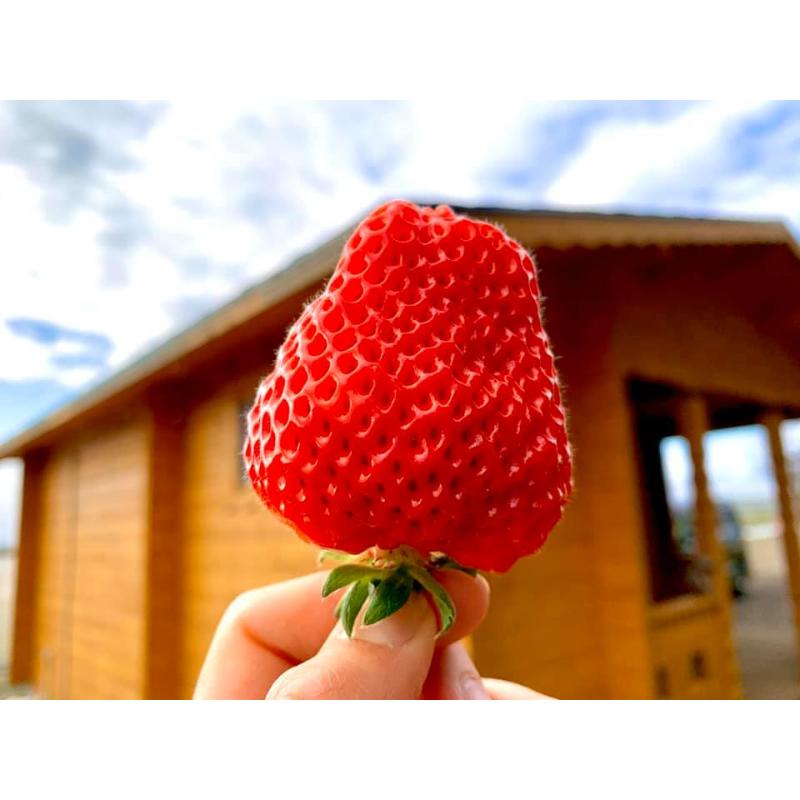 【先行予約｜2026年1月中旬より出荷開始】いちご 大粒 カラダよろこぶ やみつき 越後姫 約400g×1パック (9～15粒入り) イチゴ 苺 上越市 新潟