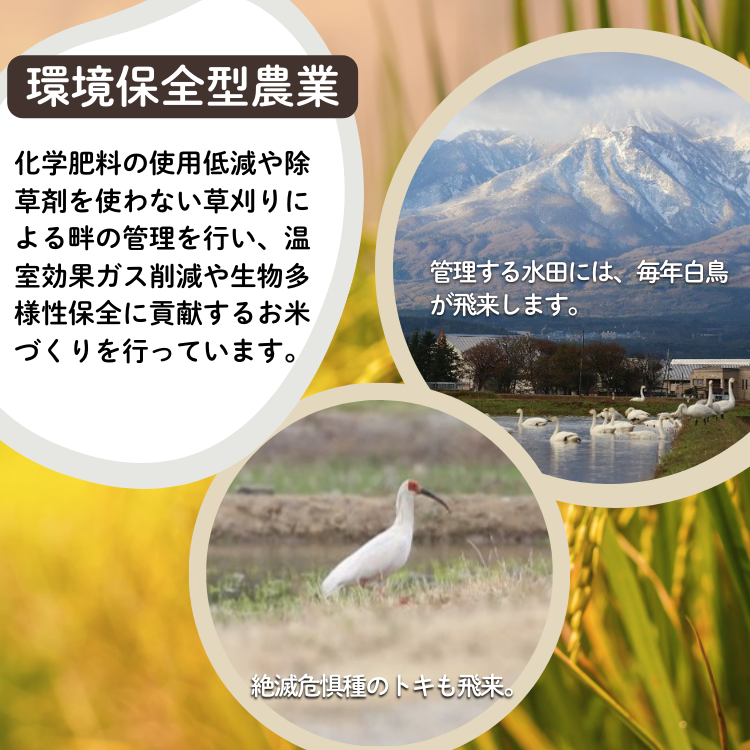 上越市産 新潟 コシヒカリ　5kg×2 6か月定期便  上越市 精米 米 コメ こしひかり ブランド米