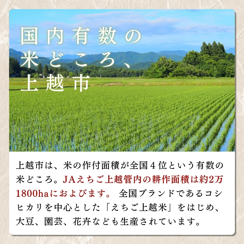 【えちご上越米】令和7年産 新潟県上越産 コシヒカリ 10kg 精米 こしひかり JAえちご上越