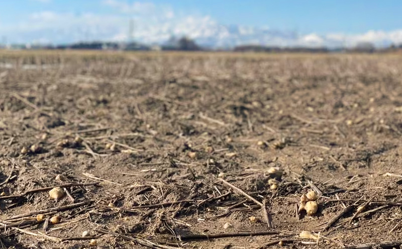 縲仙ョ壽悄萓ソ繝サ蜈ィ6蝗槭代″縺剰葛縺ョ驢、豐ケ貍ャ縺 3陲九そ繝繝暗6蝗槭闖翫>繧ゅ縺阪¥闃九闖願葛縲譁ー貎溽恁荳願カ顔肇縲闃九縺繧ゅ繧、繝「
