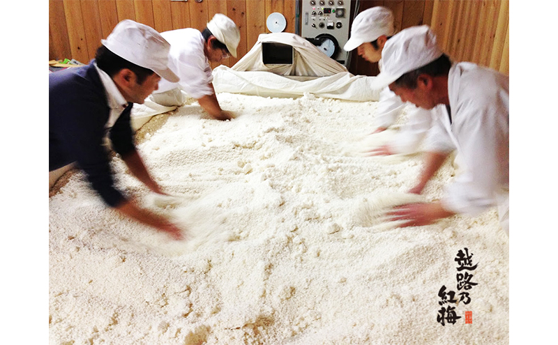 日本酒 越路乃紅梅　純米　720ml お酒 新潟 上越