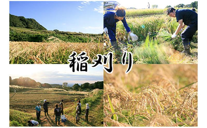 譌・譛ャ驟 荵豈泌イ仙柱蟶梧ーエ縲邏皮アウ縲荳蠎ヲ轣ォ蜈・繧後720ml 縺企 譁ー貎 荳願カ