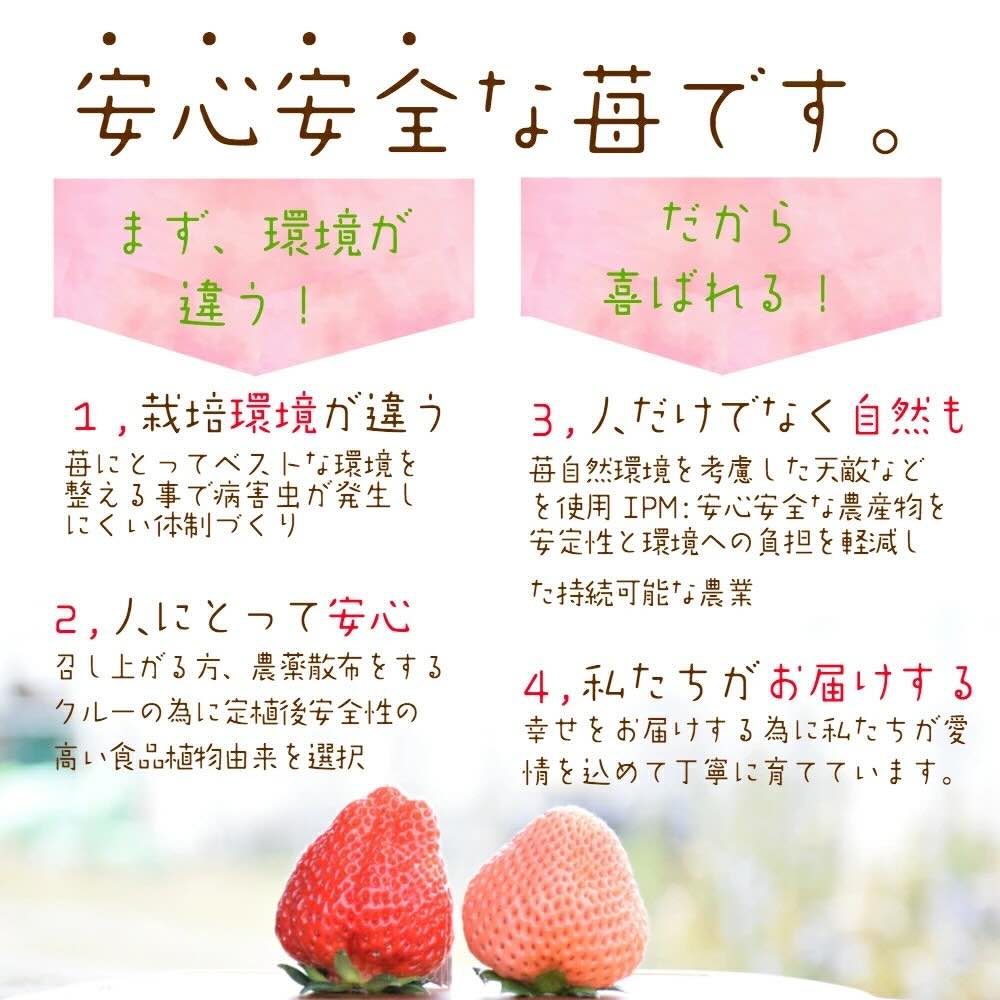 いちご 新潟 雪国完熟越後姫シングル（約380g）ギフト箱入り イチゴ 苺 フルーツ お取り寄せ 贈り物 上越