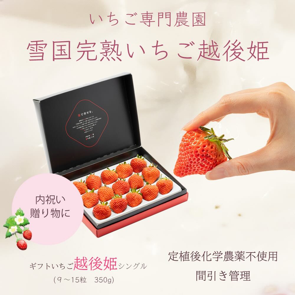 いちご 新潟 雪国完熟越後姫シングル（約380g）ギフト箱入り イチゴ 苺 フルーツ お取り寄せ 贈り物 上越
