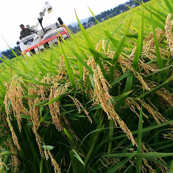 令和7年 新潟県産新之助 特別栽培米 10kg 10キロ （5kg×2袋） 上越市 三和区神田 富永農産 有機肥料、自家製たい肥を使用し米つくり 送料無料