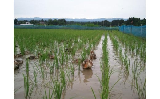 莉、蜥7蟷エ 譁ー貎溽恁逕」繧ウ繧キ繝偵き繝ェ 繧「繧、繧ャ繝「霎イ豕 邇邀ウ 10kg 10繧ュ繝ュシ5kgテ2シ JAS譛画ゥ滓ス蝓ケ邀ウ 荳願カ雁ク 荳牙柱蛹コ逾樒伐 蟇梧ーク霎イ逕」 騾∵侭辟。譁 螳牙ィ繝サ螳牙ソ縺薙@縺イ縺九j