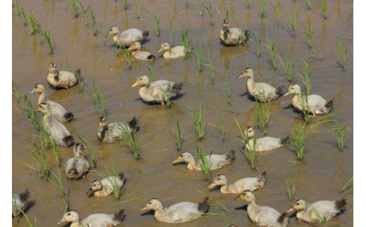 莉、蜥7蟷エ 譁ー貎溽恁逕」繧ウ繧キ繝偵き繝ェ 繧「繧、繧ャ繝「霎イ豕 邇邀ウ 10kg 10繧ュ繝ュシ5kgテ2シ JAS譛画ゥ滓ス蝓ケ邀ウ 荳願カ雁ク 荳牙柱蛹コ逾樒伐 蟇梧ーク霎イ逕」 騾∵侭辟。譁 螳牙ィ繝サ螳牙ソ縺薙@縺イ縺九j