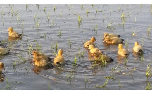 莉、蜥7蟷エ 譁ー貎溽恁逕」繧ウ繧キ繝偵き繝ェ 繧「繧、繧ャ繝「霎イ豕 邇邀ウ 10kg 10繧ュ繝ュシ5kgテ2シ JAS譛画ゥ滓ス蝓ケ邀ウ 荳願カ雁ク 荳牙柱蛹コ逾樒伐 蟇梧ーク霎イ逕」 騾∵侭辟。譁 螳牙ィ繝サ螳牙ソ縺薙@縺イ縺九j