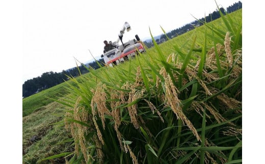莉、蜥7蟷エ 譁ー貎溽恁逕」繧ウ繧キ繝偵き繝ェ 繧「繧、繧ャ繝「霎イ豕 邇邀ウ 10kg 10繧ュ繝ュシ5kgテ2シ JAS譛画ゥ滓ス蝓ケ邀ウ 荳願カ雁ク 荳牙柱蛹コ逾樒伐 蟇梧ーク霎イ逕」 騾∵侭辟。譁 螳牙ィ繝サ螳牙ソ縺薙@縺イ縺九j