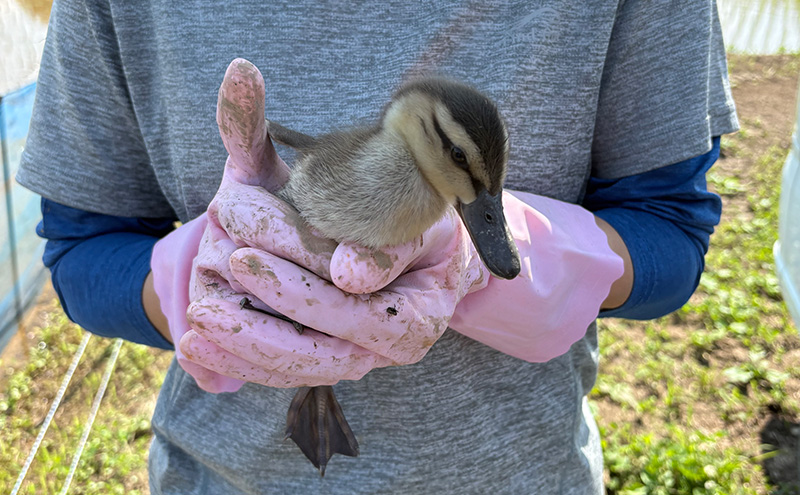 令和7年 新潟県産コシヒカリ 特別栽培米 5kg 5キロ 上越市 三和区神田 富永農産 有機肥料、自家製たい肥を使用し米つくり 送料無料