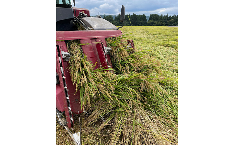 令和7年 新潟県産コシヒカリ 特別栽培米 5kg 5キロ 上越市 三和区神田 富永農産 有機肥料、自家製たい肥を使用し米つくり 送料無料