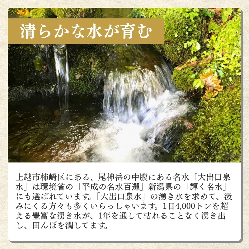 令和7年産 新潟県上越柿崎区厳選 こしひかり 精米 5kg 上越市 精米 米 コメ コシヒカリ ブランド米