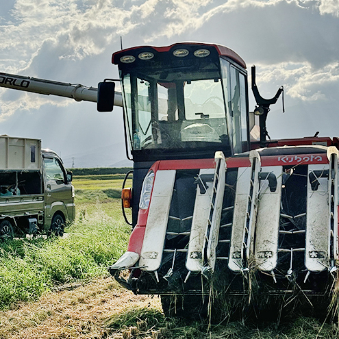 新米 令和7年 新潟県上越市産 従来 コシヒカリ 精米済15kg（5kg×3袋） 15キロ こしひかり お米 米 精米 送料無料