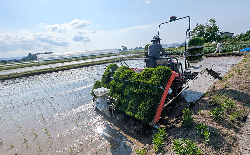 【（定期便|毎月配送｜計3回））10月下旬より順次出荷】令和7年産 新潟県 上越市産 にじのきらめき10kg 白米×3回 定期便
