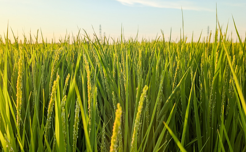 【（定期便|毎月配送｜計3回））10月下旬より順次出荷】令和7年産 新潟県 上越市産 にじのきらめき10kg 白米×3回 定期便