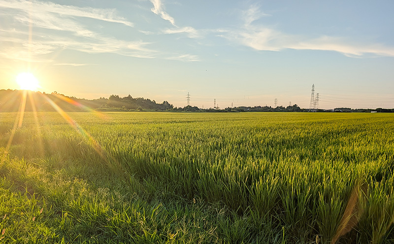 【（定期便|毎月配送｜計3回））10月下旬より順次出荷】令和7年産 新潟県 上越市産 にじのきらめき10kg 白米×3回 定期便